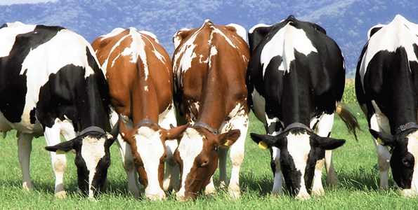 destek sığır süt yemi 21